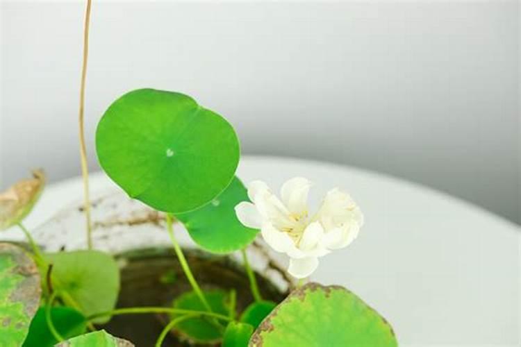 桔子树开花如何去保花保果