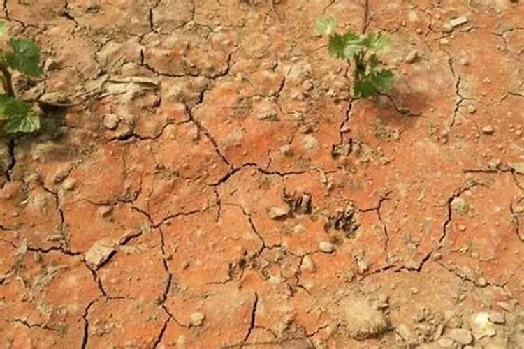 氯化铵是酸性还是碱性