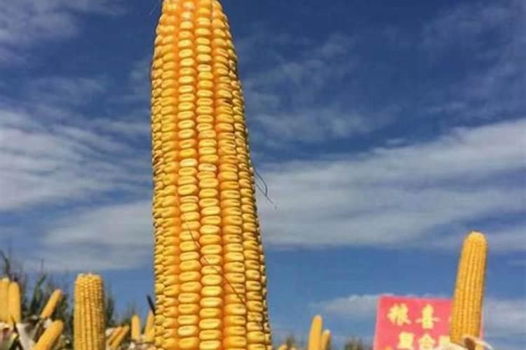 水稻倒伏用什么肥