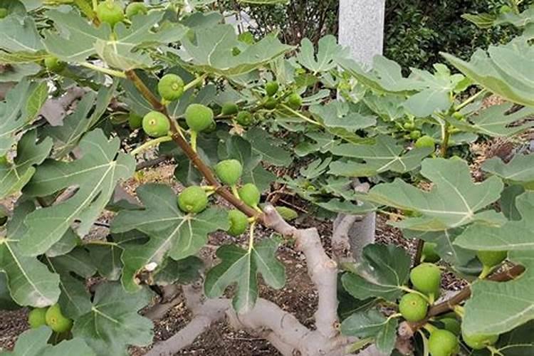 无花果结果期如何管理？无花果树冲施什么肥料好？
