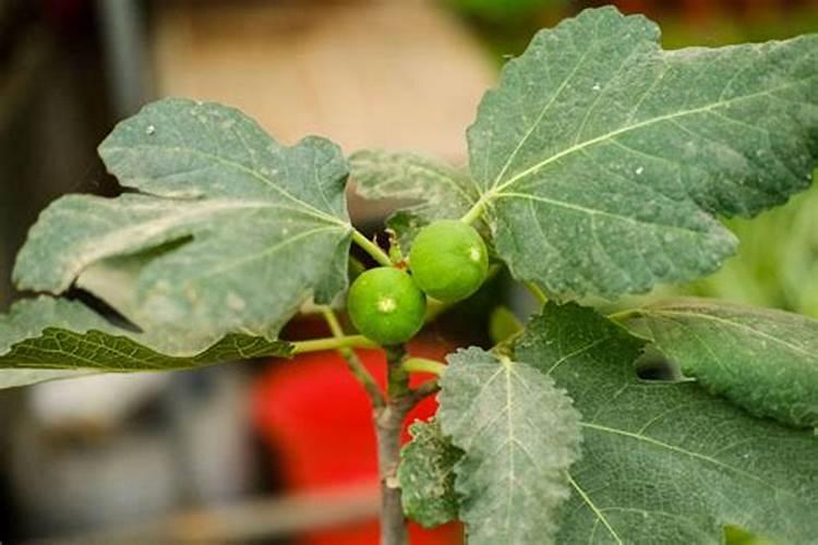 无花果为什么只长叶不结果呢？