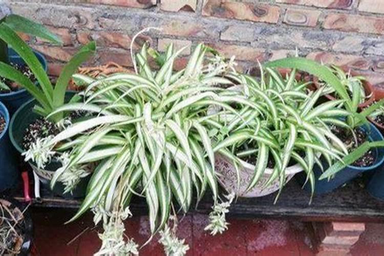 吊兰种下多久施肥