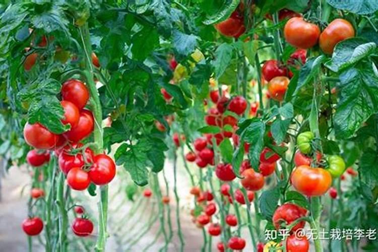 西红柿幼苗期施什么肥
