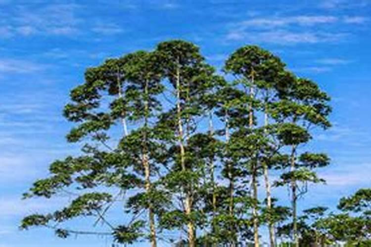 逆战金乌和怪兽哪个好用