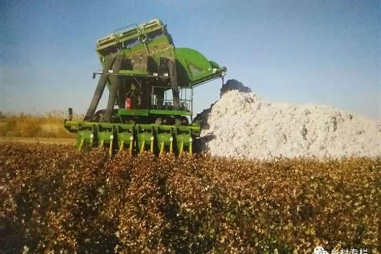 棉花每个生长周期的施肥方案 施肥用一铵还是用二铵