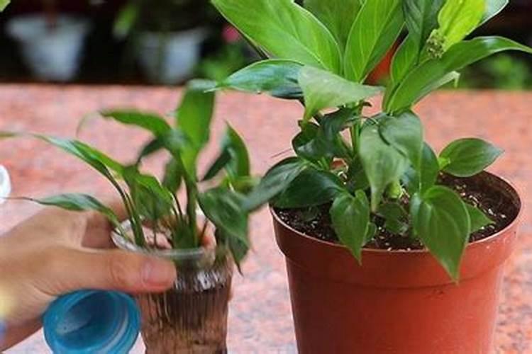 竹子施什么肥最好？