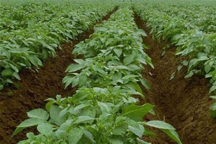 草莓结果期追施用什么肥料？草莓挂果期用什么叶面肥效果好？