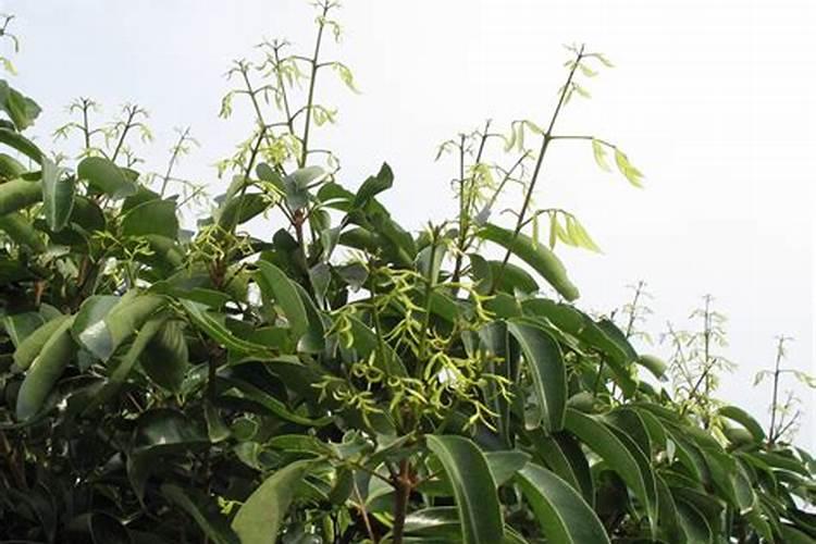 荔枝树要怎样进行施肥？