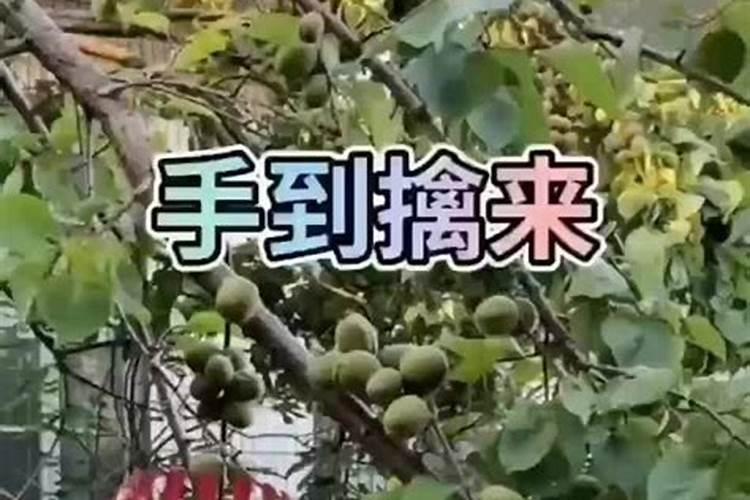 荔枝挂果期追施用什么肥料？荔枝座果期上什么肥料好？