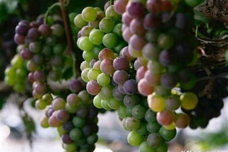 葡萄施什么肥最好