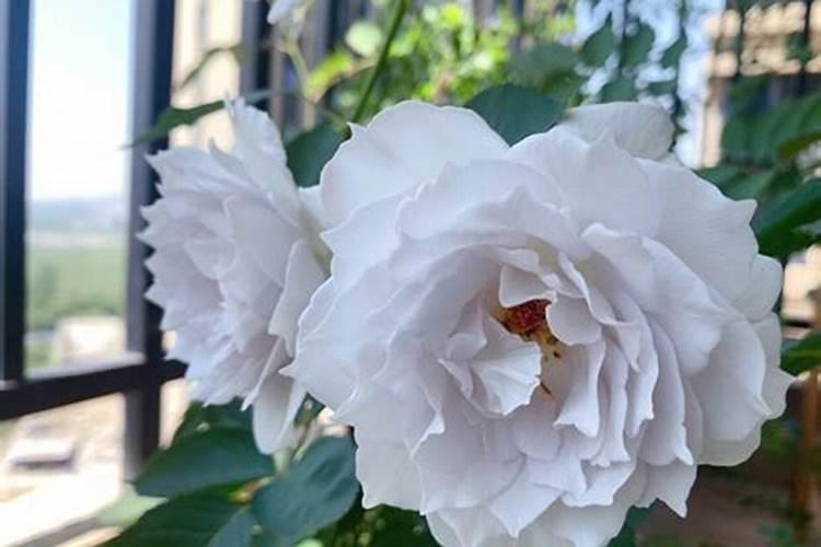 月季花现在都发芽了,而且也长新叶子了,可以施肥吗？