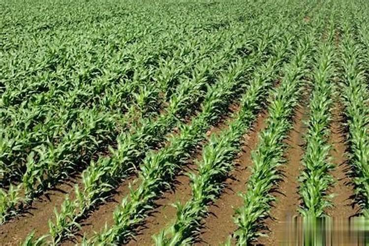 在柠檬树开花的时候,可以用磷酸二氢钾做肥料吗？。