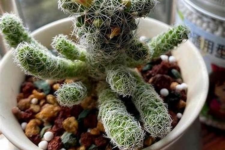 一点点奶茶有哪些