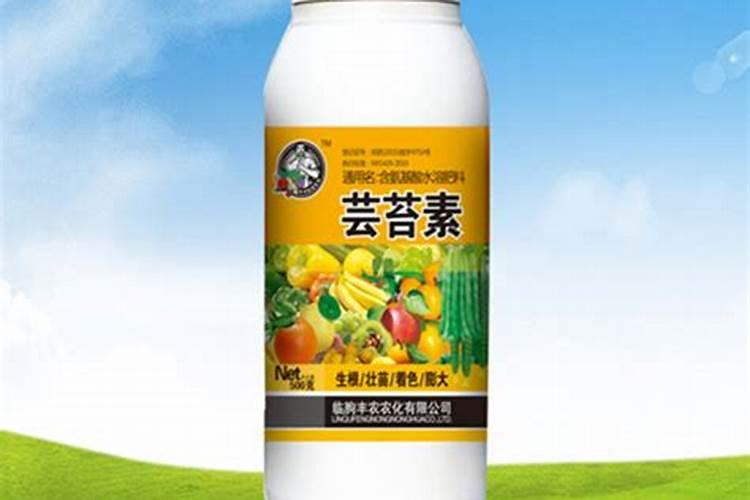 马掌到底能不能养花呢？