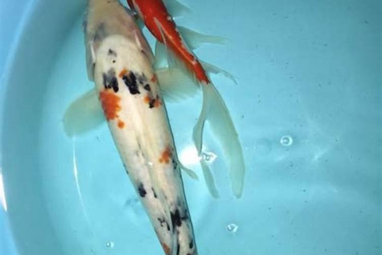 如何正确选择棉花叶面肥？施用肥料时需要注意什么？