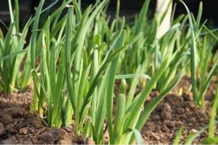 芸苔素内酯加磷酸二氢钾喷施韭菜有效果吗？