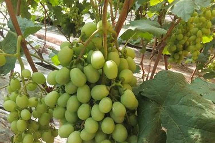 一亩地葡萄一次要施入多少钾肥？一季需要施多少次