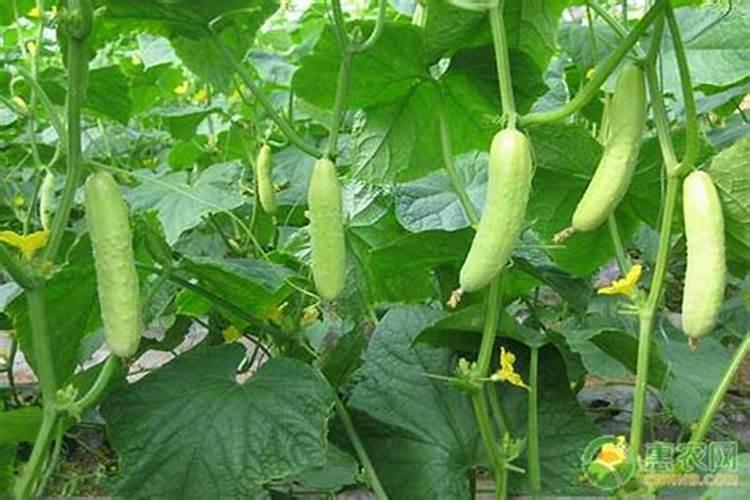 黄瓜生根最好的肥料黄瓜生根最好的肥料介绍