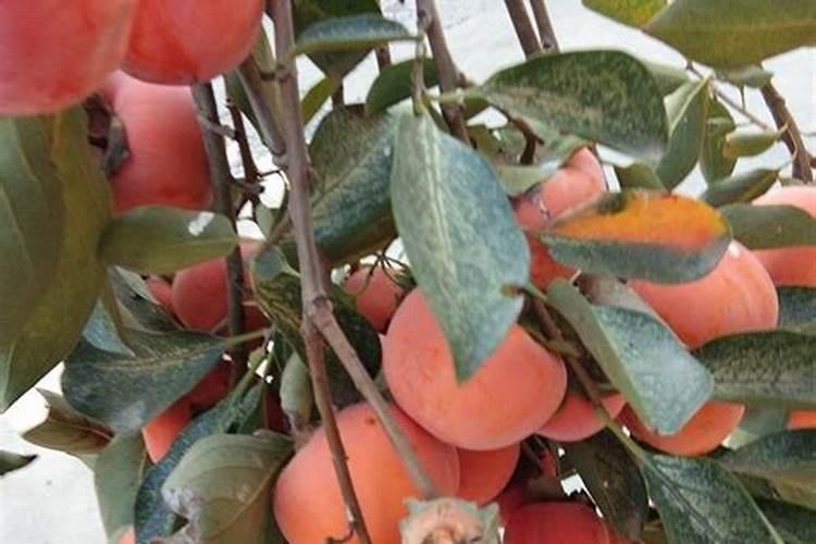 种白菜用什么肥料好