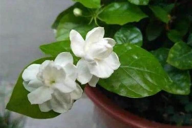 水溶肥知名品牌有哪些？