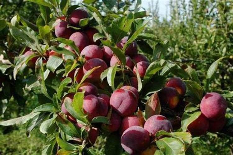 李子增产的方法有哪些