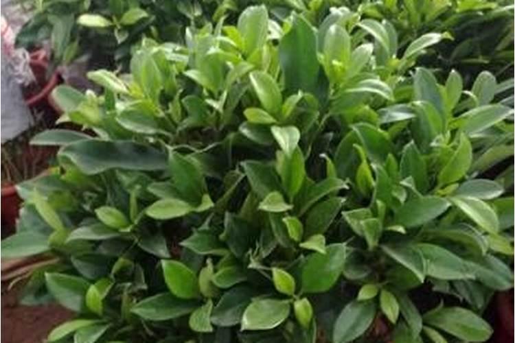 钙镁硼和平衡素叶面肥能混合吗？