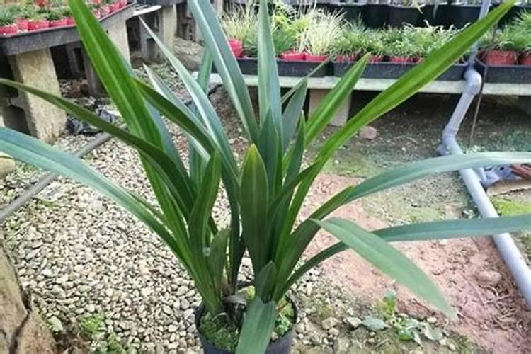 沃澜水溶肥是正规厂家吗