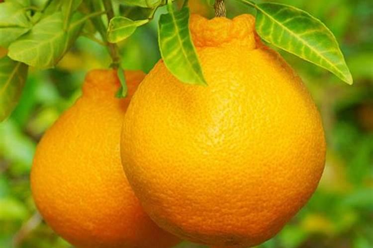 黄瓜秧细不壮怎么办