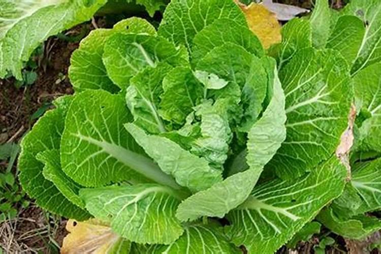 氢氧化钾能做干燥剂吗