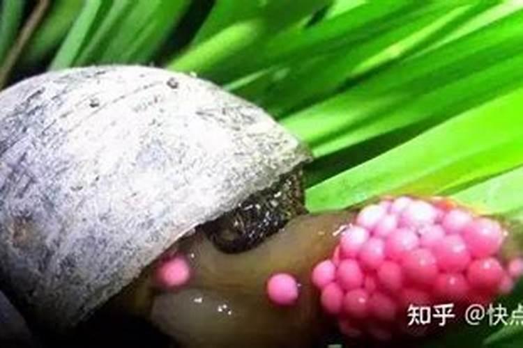 花生叶面肥的正确使用方法