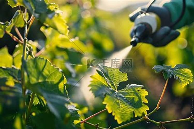 葡萄补硼的最佳时期