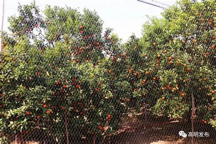 【橘子知识百科】橘子有哪些品种 桔子的功效与作用禁忌