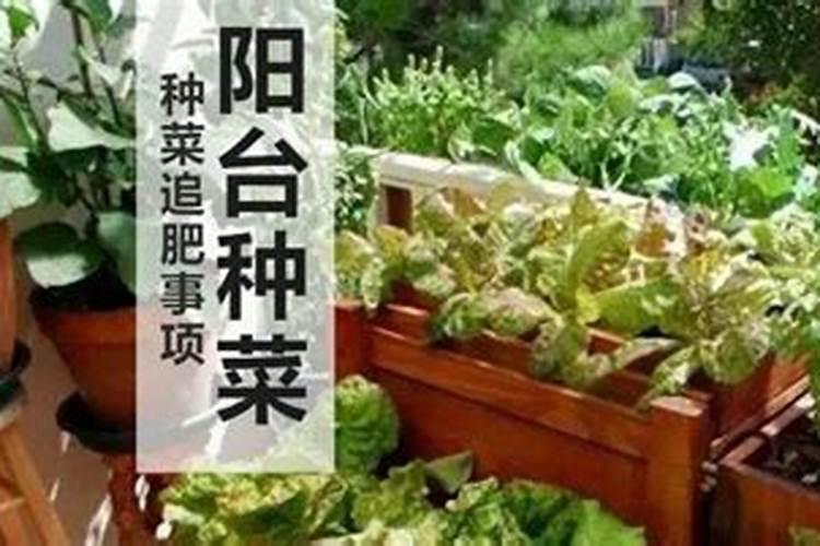 【种菜教授】家庭种菜:最全的追肥技巧和流程,果断收藏了!