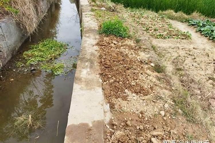 蔬菜底肥放什么肥好(底肥施用方法)