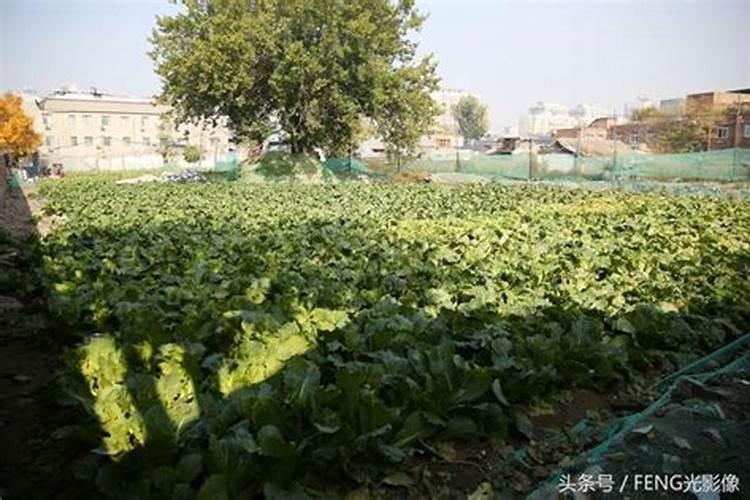 种植蔬菜的时候,如何施肥蔬菜才能长势好产量高？