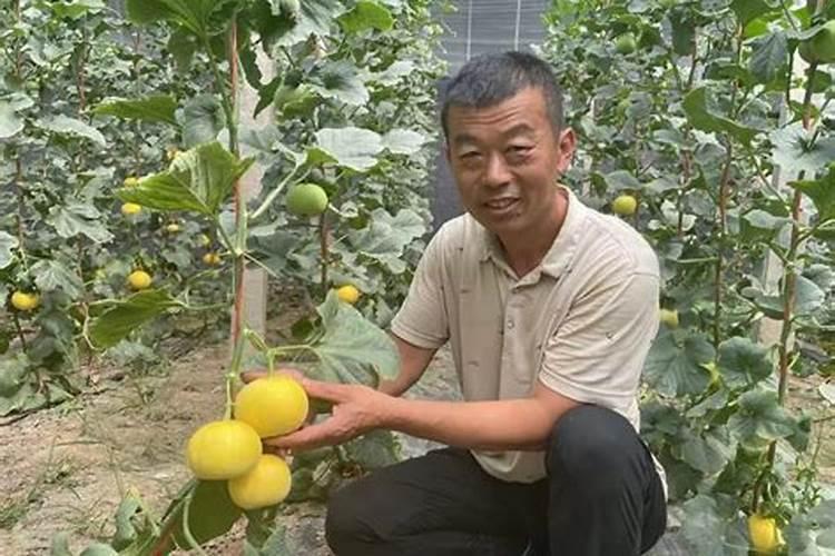 大棚甜瓜用什么授粉效果好