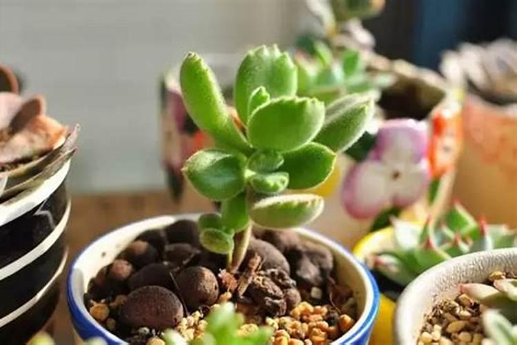 花生还有二 多天就收了,要打叶面肥或着上肥料吗