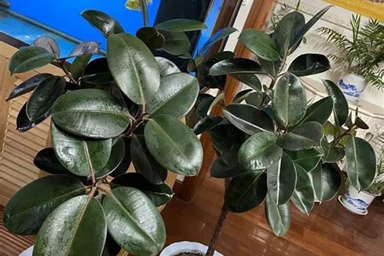 橡皮树施什么肥料最好