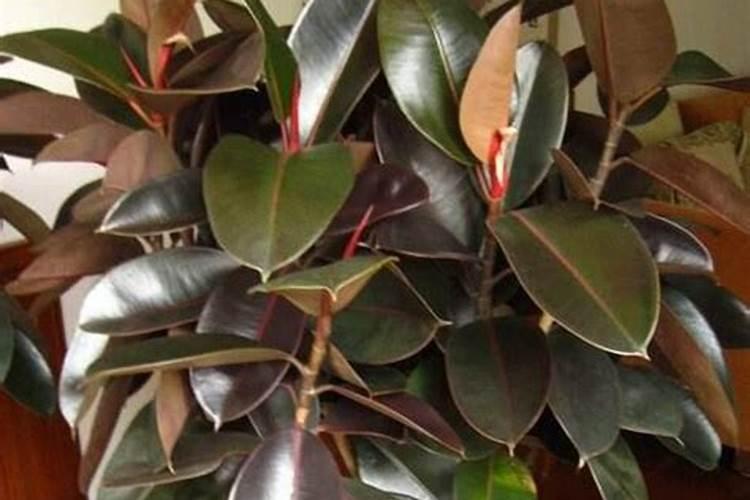 橡皮树施什么肥 需要注意什么问题