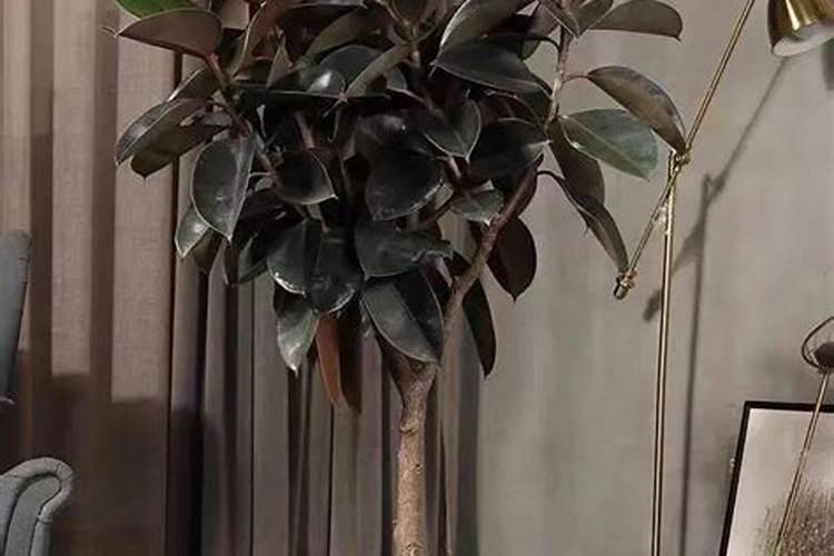 黄腐酸钾和腐殖酸钠有什么区别,都有什么作用呢？