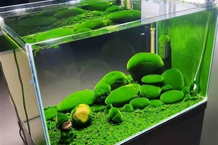 绿萝在家怎么养才能更旺盛