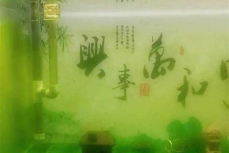 我种荷花的缸里长了很多的青苔 绿色一大片能捞上来的怎么办