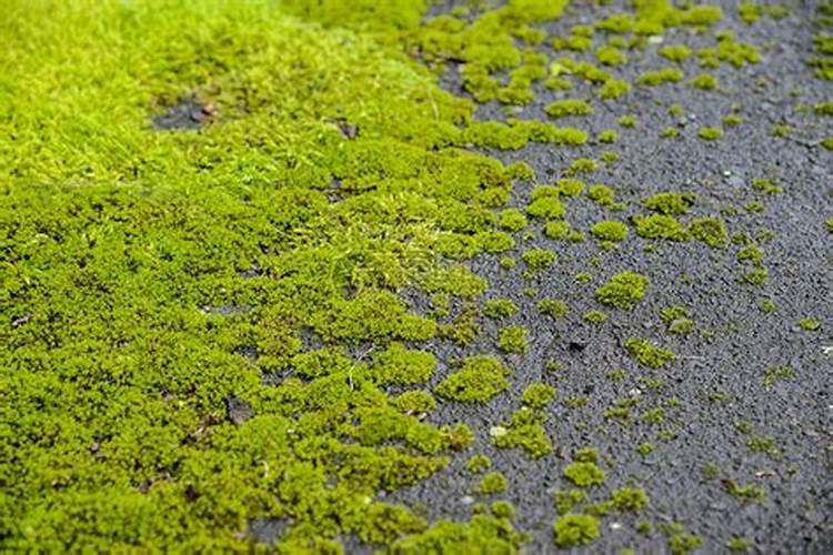 怎样去除水池里的绿苔