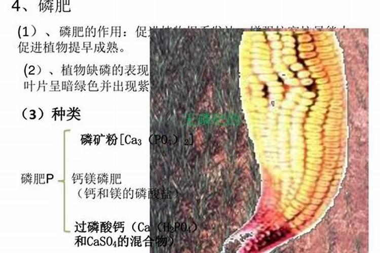 黄山栾树一年施肥最佳时间