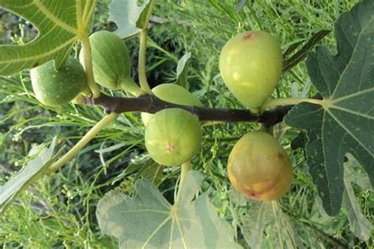 零下17℃也能发酵!吉林这家肉鸡场粪污分子膜好氧发酵项目厉害了百度知 ...