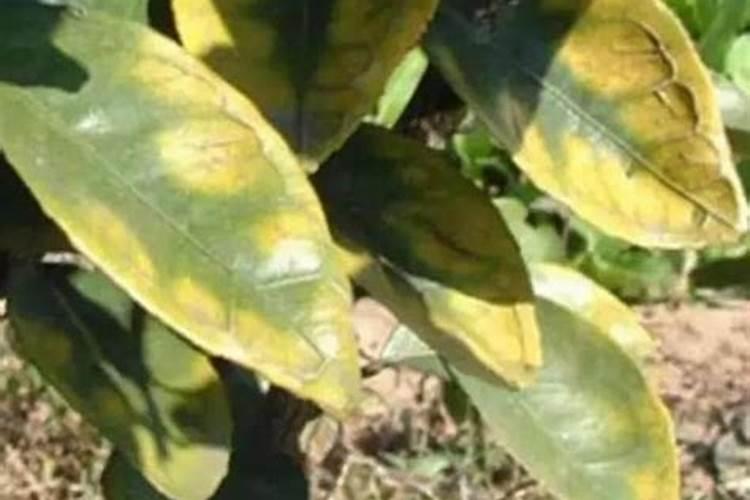 为什么中国钾肥紧缺的