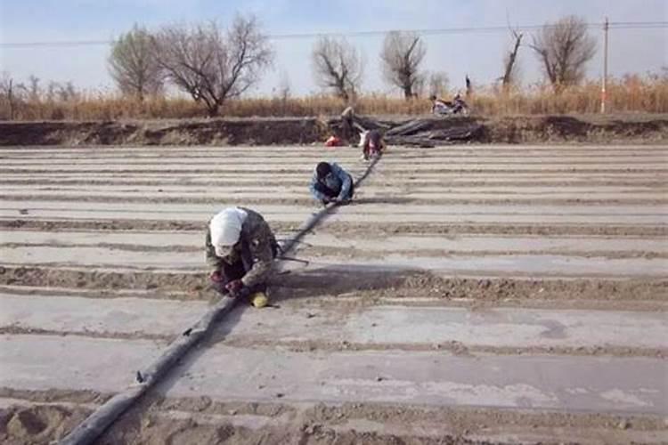 蓝莓在移栽的时候,是否需要用生根粉浇灌？