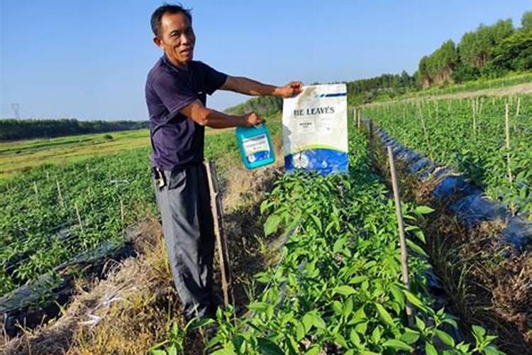 种植黄瓜使用喜满地水溶肥可以吗？
