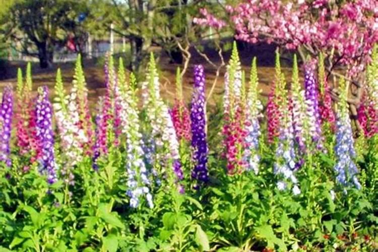 地黄怎么追肥产量高？