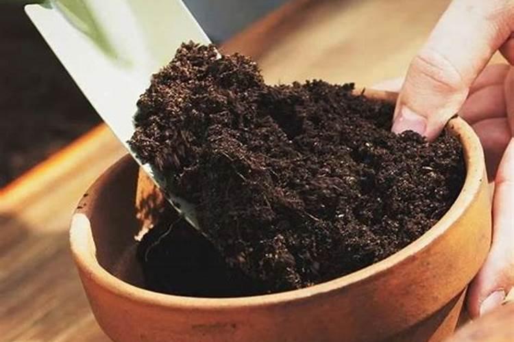 花盆换土放什么肥